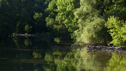 Dense green forest shoreline reflection on river Stock Footage 339353967