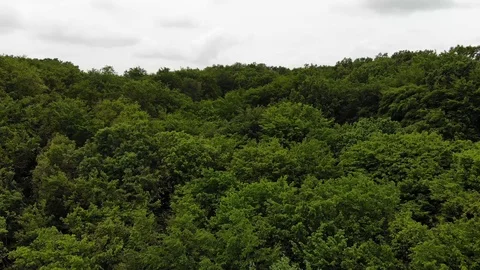 Dense green forest slow backwards shot Stock Footage 109175485