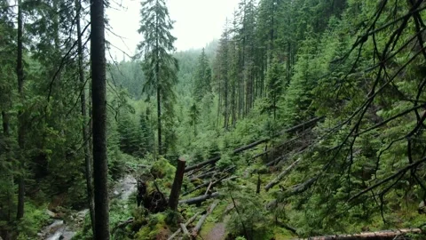 Dense green forest with a stream in the mountains. Carpathian mountains. Gorg Stock Footage 168747837