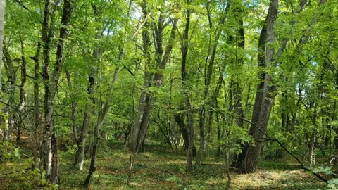 Dense Green Forest with Sunlight and Shadows Stock Footage 319887804