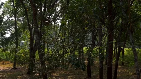 Dense Green Forest with Sunlight Streaming Through Trees Stock Footage 328822639