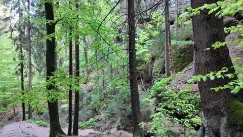 Dense green forest with tall slender trees and mossy rock formations on the side Stock Footage 319475206