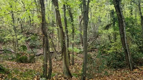 Dense green forest with tall trees and natural woodland scenery Stock Footage 321551761