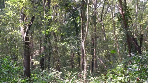 Dense green forest with tall trees Stock-Footage 329389008