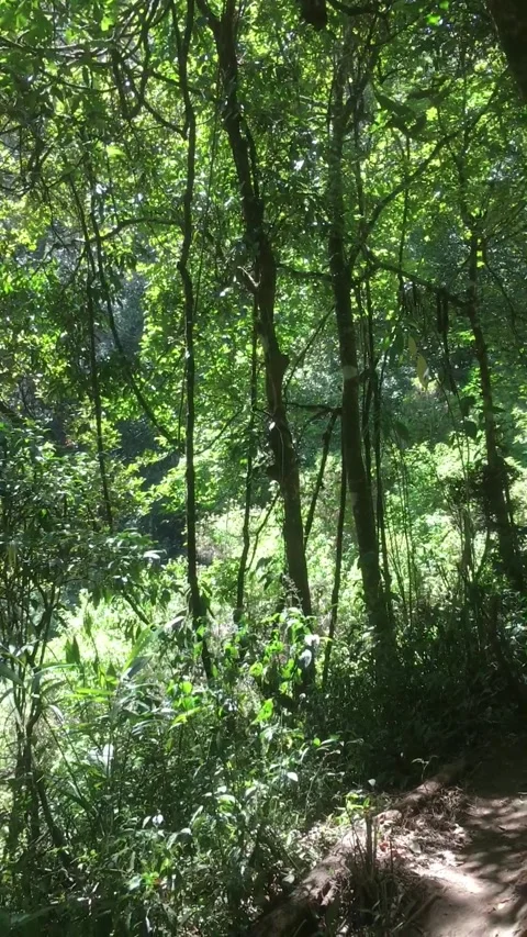 Dense Green Forest with Tall Trees and Narrow Hiking Trail Видео 344881647