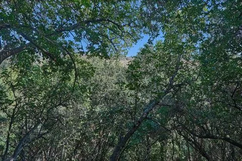 Dense green forest with tangled tree branches and sunlight filtering through Stock Photos