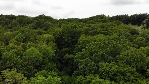 Dense green forest top down Stock Footage 109175486