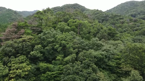 Dense green forest from top Stock Footage 261273753