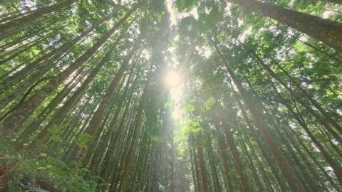 Dense green forest with tree trunks and radiant sun flare for sustainable future Video stock 337280288