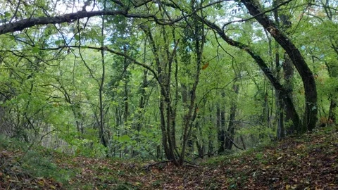 Dense Green Forest Trees Stock Footage 319887828