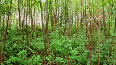Dense green forest trees in natural daylight environment Stock Footage 317123472