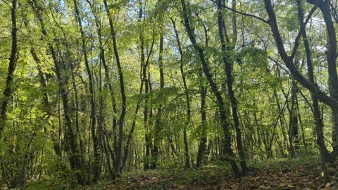 Dense Green Forest Trees Swaying Gently in the Autumn Wind Stock Footage 320771278
