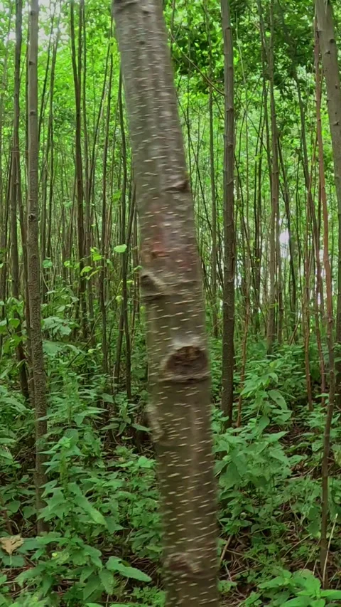 Dense green forest trees with vertical trunks in summer light Stock Footage 318134163