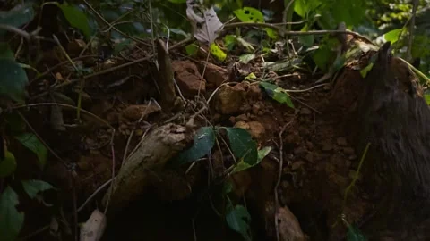 Dense green forest underbrush with sunlight filtering through foliage panni.. Stock Footage 265202957