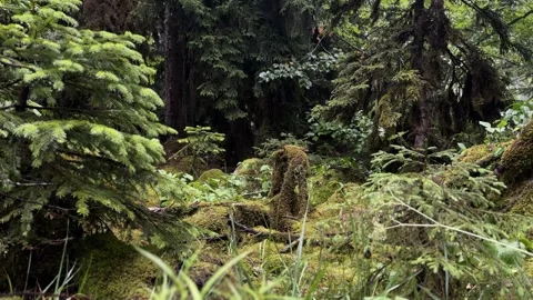 Dense Green Forest Vegetation in Lush Natural Woodland Stockbeeldmateriaal 300200000