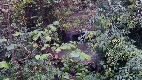 Dense green forest vegetation surrounding small rocky stream in wilderness Stock Footage 322124616