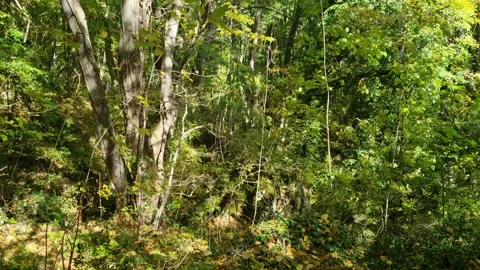 Dense green forest view captured by flying aerial drone Stock Footage 320335517