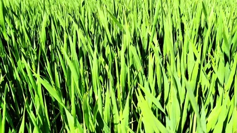 Dense Green Grain Crops Growing on Agricultural Field Stock Footage 334737086