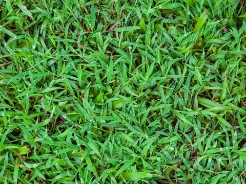 Dense green grass background with dew for design templates. Stock Photos