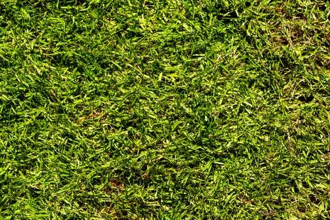 Dense Green Grass Close-Up Stock Photos