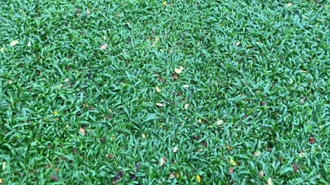 Dense green grass field with scattered leaves viewed from above Stock Footage 313476101