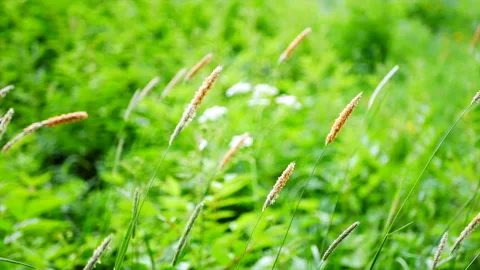 Dense green grass Stock Footage 155591044
