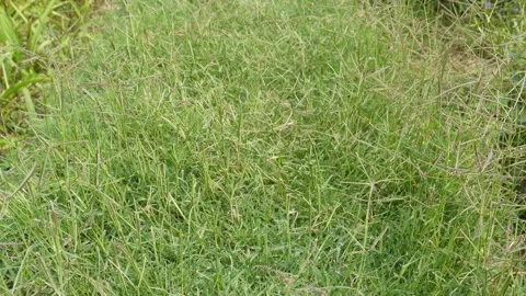 Dense Green Grass Growing 库存影片 333906675