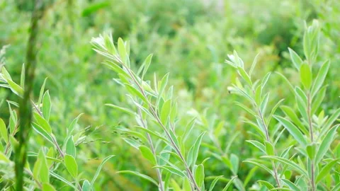 Dense green grass in the meadow in summer. Stock Footage 155595466
