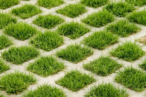 Dense green grass. Stock Photos