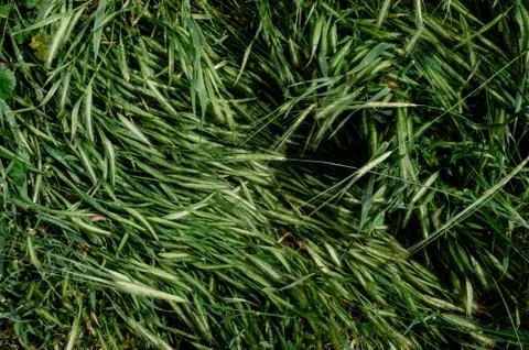 Dense green grass Stock-Fotos