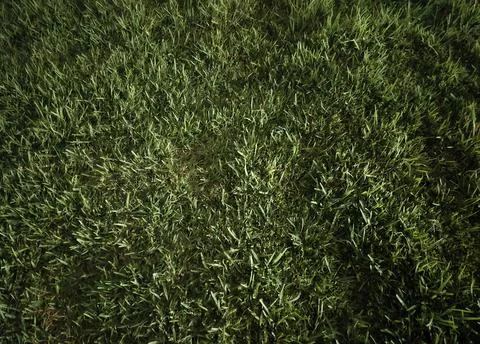 Dense Green Grass Texture Illuminated at Night Stock Photos