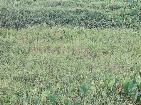 Dense Green Grass Vegetation Texture Background in Natural Wetland Environme Photos