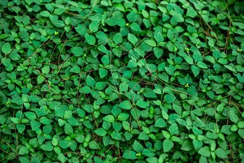 Dense Green Ground Cover with Tiny Yellow Flowers Stock Photos