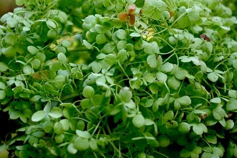Dense green groundcover with small rounded leaves 스톡 사진