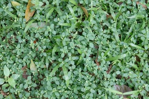 Dense green groundcover texture with small compact leaves Stock Photos
