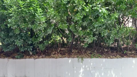 Dense Green Hedge Growing Over a White Concrete Wall Stock Footage 338293639