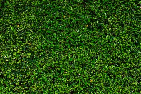 Dense Green Hedge Leaf Pattern Backdrop Ideal for Natural Nature and Enviro.. Stock Photos
