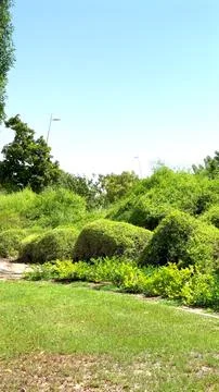 Dense green hedges create natural biodiversity with vibrant foliage Stock Photos