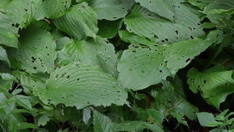 Dense green hosta leaves with insect holes forming textured natural garden Stock Footage 345455253