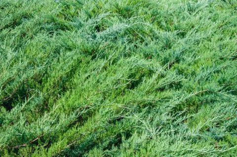 Dense green juniper bush branches texture natural coniferous background Stock Photos