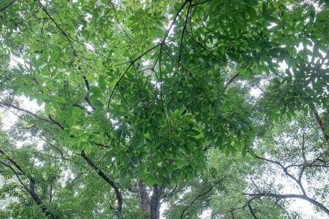 Dense green leaf canopy viewed from below in a park Stock Photos
