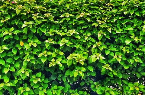 A dense green leafy wall creates a lush natural texture Ideal for backgrounds Stock Photos