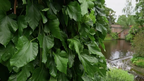 Dense green leaves hanging over calm canal with blurred park background on Stock Footage 345453455