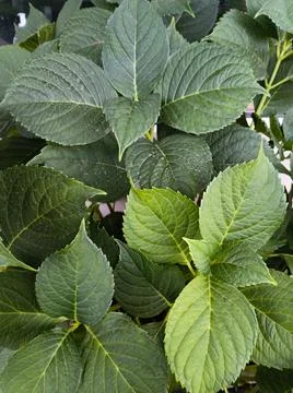 Dense green leaves of hydrangea macrophylla bush Stock Photos