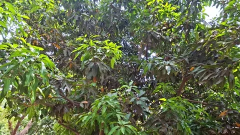Dense Green Leaves On Tree Branches Vídeo Stock 335760207