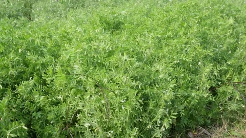 Dense green lentil plants 스톡 동영상 332537751