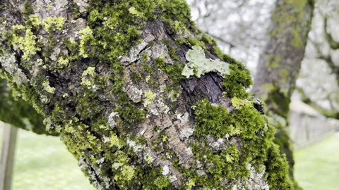 Dense green lichen infected trunk bark of an old tree in the garden, fungus Stock Footage 345154332