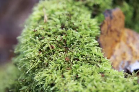 Dense green moss of the genus Hypnum covering a forest surface Stock Photos