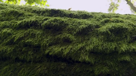 Dense green moss growing on the surface of a fallen tree in the forest Stock Footage 284245586