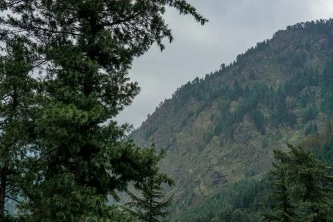 Dense Green Mountain Forest View Stock Photos